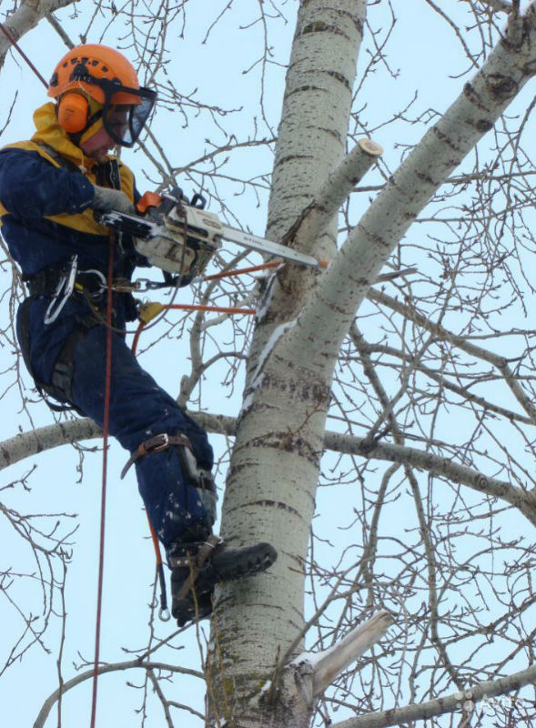 Обрезка и спиливание деревьев услуга Рязань