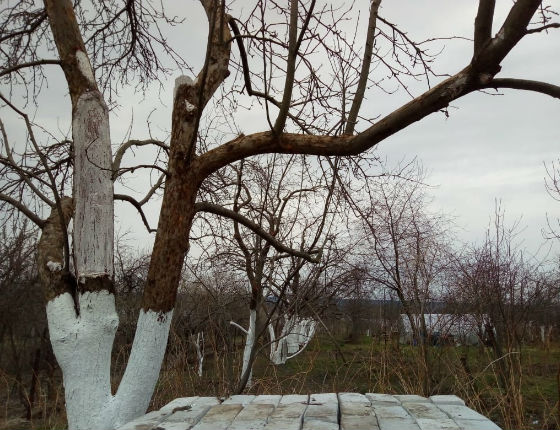 Выполненные работы Спилмастер обработка плодовых деревьев